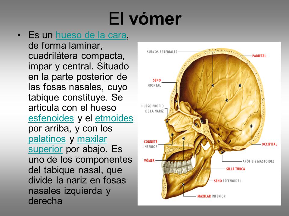 que tipo de hueso es el maxilar inferior